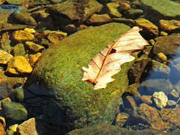 生肖已解“生肖本命帶綠花”是什么生肖打一最佳準(zhǔn)確生肖成語(yǔ)解析釋義解釋落實(shí)