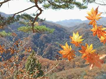 解“大火燒竹林”是指什么動(dòng)物生肖